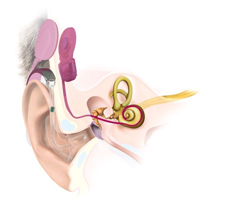 Kulak Anatomisi SYNCHRONY EAS